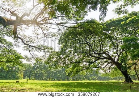 The Greenery Leaves Branches Of Big Rain Tree Sprawling Cover On Green Grass Lawn Under Sunshine Mor