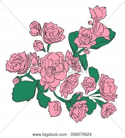 Hand Drawn Kalanchoe Flowers. Beautiful Decorative Flowers. Element For Design. Vector Illustration.