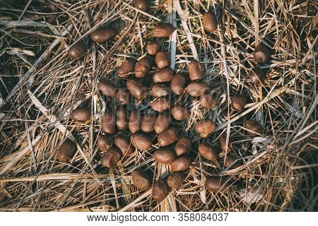 Elk Moose Scat On Ground In Spring Forest. Belarus Or European Part Of Russia