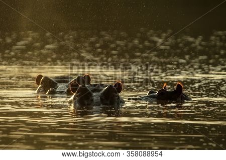 Partly Submerged Hippopotamus (hippopotamus Amphibius), Or Hippo, Its Eyes And Ears Only Above The W