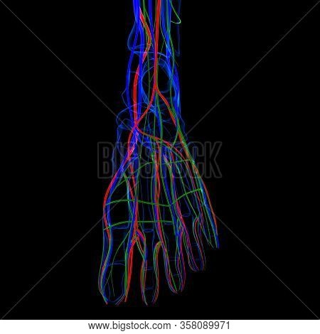Lymph Nodes Are Important In The Function Of The Immune Response And Also Store Special Cells That C