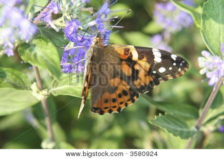Painted Lady
