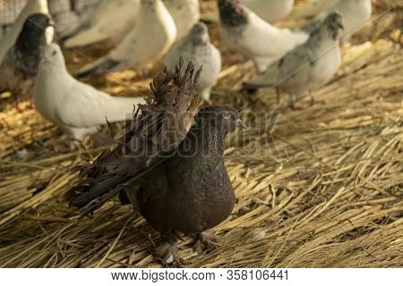 Indian Grey Fantail Pigeon With Tilted Tail