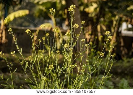 Mustard Yellow Flowers With Blurred Background Field