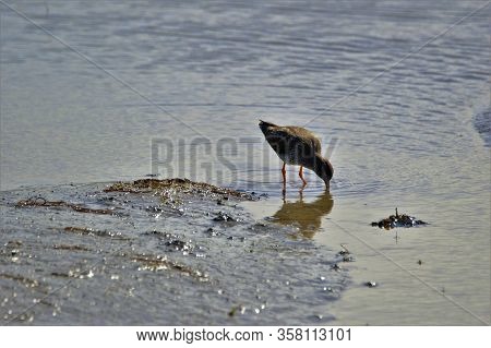 Redshank Wader On Mudflats At Keyhaven Lake , Hampshire