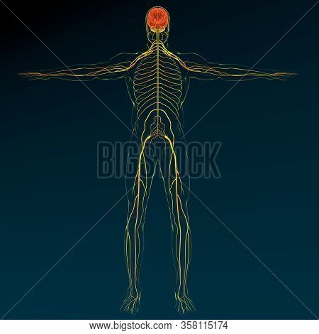 Brain Sends Messages Via The Spinal Cord To Peripheral Nerves Throughout The Body That Serve To Cont