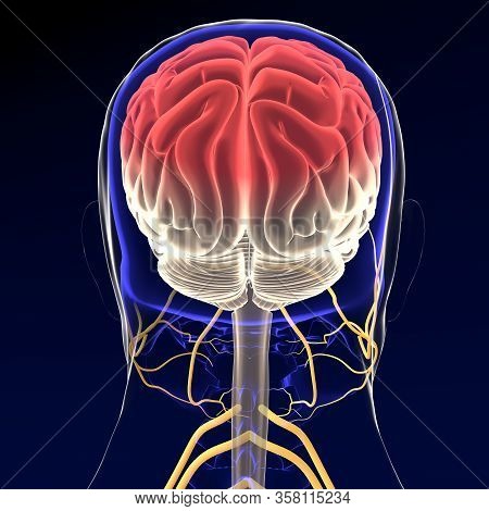 Brain Sends Messages Via The Spinal Cord To Peripheral Nerves Throughout The Body That Serve To Cont