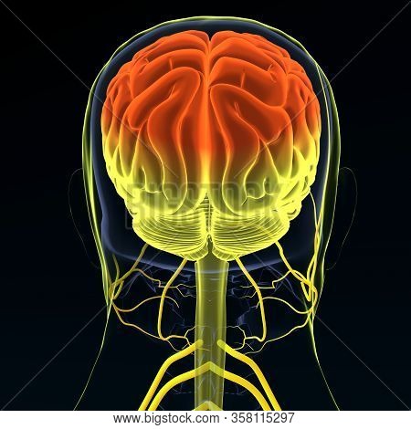 Brain Sends Messages Via The Spinal Cord To Peripheral Nerves Throughout The Body That Serve To Cont