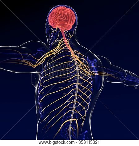 Brain Sends Messages Via The Spinal Cord To Peripheral Nerves Throughout The Body That Serve To Cont