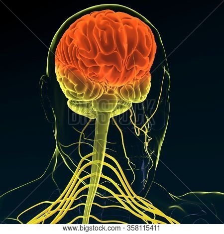 Brain Sends Messages Via The Spinal Cord To Peripheral Nerves Throughout The Body That Serve To Cont