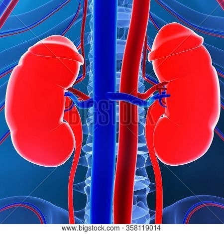 Kidneys Are A Pair Of Organs That Are Found On Either Side Of The Spine, Just Below The Rib Cage In 