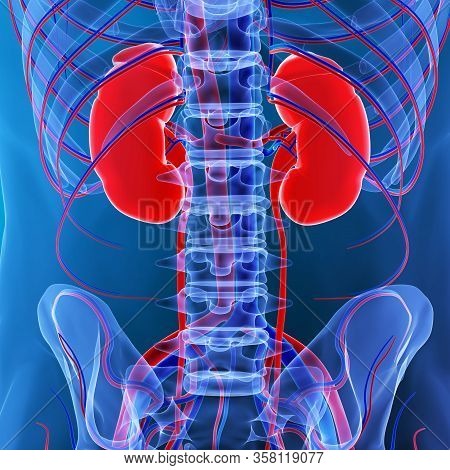 Kidneys Are A Pair Of Organs That Are Found On Either Side Of The Spine, Just Below The Rib Cage In 