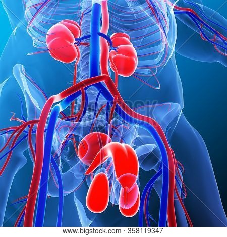 Kidneys Are A Pair Of Organs That Are Found On Either Side Of The Spine, Just Below The Rib Cage In 
