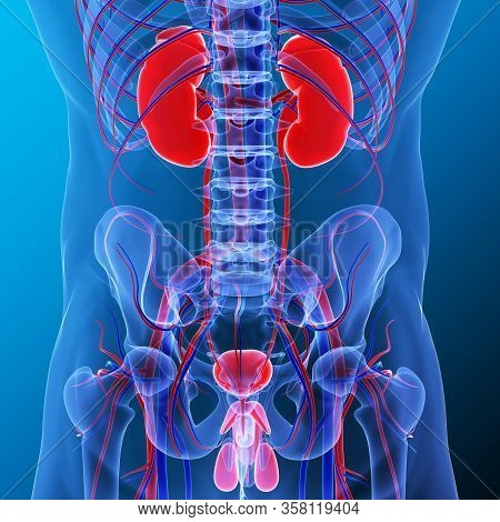 Kidneys Are A Pair Of Organs That Are Found On Either Side Of The Spine, Just Below The Rib Cage In 