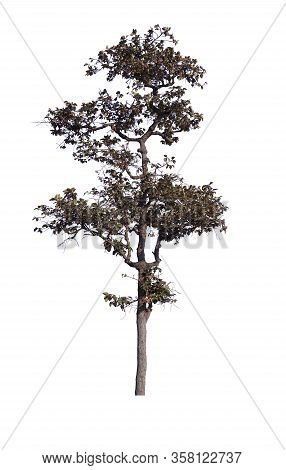 Hairy Keruing Tree Is A Plant With Red Flowers Isolated On White Background.