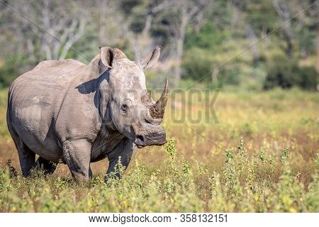 Female White Rhino Standing In The Grass.