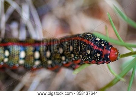Macro Shot Of A Red Caterpillar Of A Spurge Hawk-moth (hyles Euphorbiae)