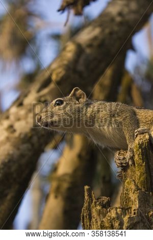 Little Funambulus Palmarumsits On A Tree Branch