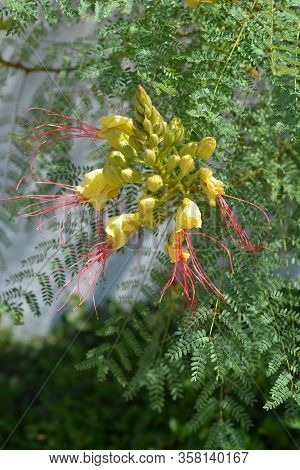 Bird Of Paradise Yellow Flower - Latin Name - Caesalpinia Gilliesi (erythrostemon Gilliesii)