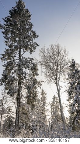 Exploring Snow Covered Old Forest In Lithuania, North East Europe. Tall Trees Surrounded By Bushes A