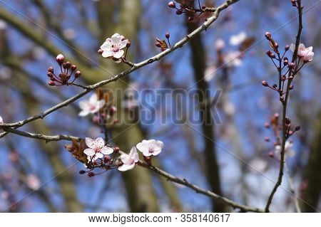 Black Cherry Plum - Latin Name - Prunus Cerasifera Nigraa