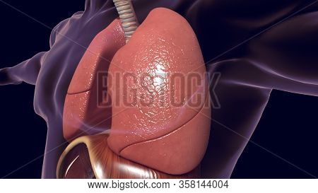 Humans Have Two Lungs, A Right Lung And A Left Lung. They Are Situated Within The Thoracic Cavity Of