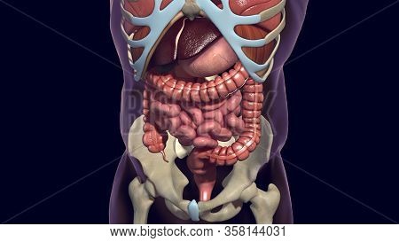 Human Digestive System Consists Of The Gastrointestinal Tract Plus The Accessory Organs Of Digestion