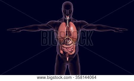 Human Digestive System Consists Of The Gastrointestinal Tract Plus The Accessory Organs Of Digestion
