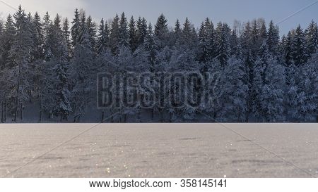 Tall Pine And Spruce Trees Covered In Snow In Regional Forest Park In Lithuania. Seen From Frozen La