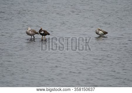 Upland Geese Chloephaga Picta. Female In The Middle And Males In The Sides. Puerto Natales. Magallan
