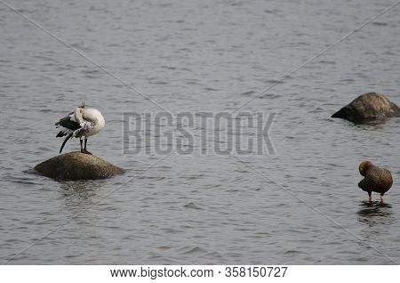 Upland Geese Chloephaga Picta Preening. Male To The Left And Female To The Right. Puerto Natales. Ma