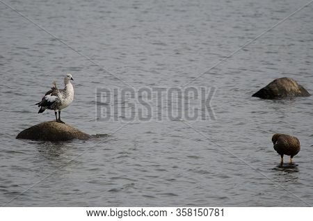 Upland Geese Chloephaga Picta. Male To The Left And Female To The Right. Puerto Natales. Magallanes 