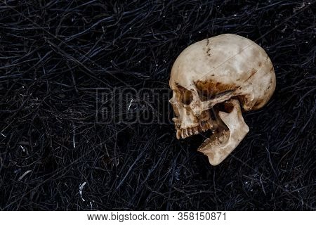 A Human Skull On A Black Background Of Burnt Grass With Red Capsules Of Medical Drugs. A Symbol Of H