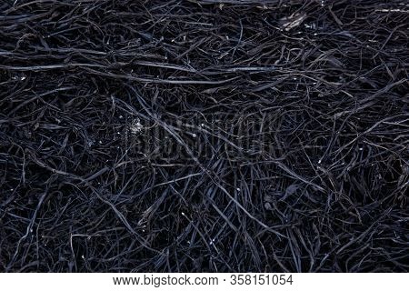 Black Background Of Burnt Grass. Texture Of Charred Black Grass And Gray Ash
