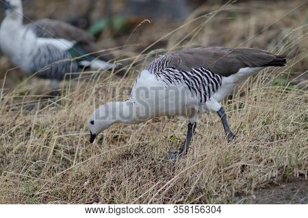 Male Upland Goose Chloephaga Picta Searching For Food. Pudeto. Torres Del Paine National Park. Magal
