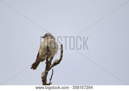 Rufous-collared Sparrow Zonotrichia Capensis Perched On A Tree Branch. Torres Del Paine National Par