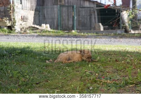Close Up On Cute Brown Mixed Breed Dog On Grass