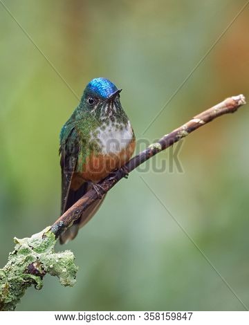 Colorful Hummingbird Resting On A Small Branch