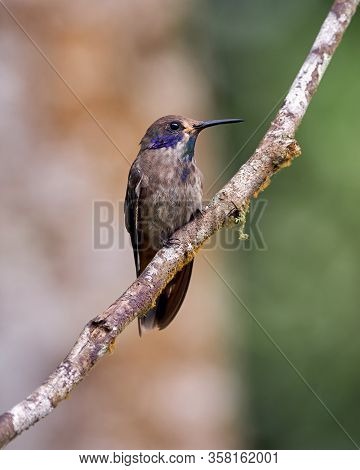 Brown Small Hummingbird Posing On A Horizontal Branch