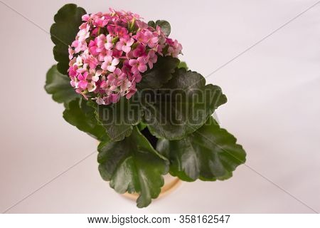 Flowering Indoor Plant Kalanchoe Photophilous Potted Plant