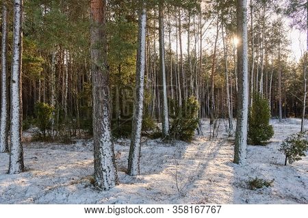 Wintertime Morning In Scotch Pine Coniferous Forest