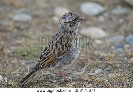 Juvenile Rufous-collared Sparrow Zonotrichia Capensis. Otway Sound And Penguin Reserve. Magallanes. 