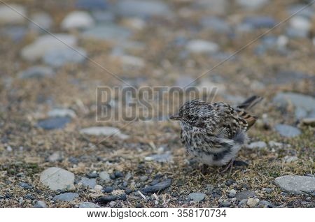 Juvenile Rufous-collared Sparrow Zonotrichia Capensis. Otway Sound And Penguin Reserve. Magallanes. 