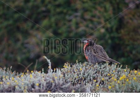 Long-tailed Meadowlark Leistes Loyca . Otway Sound And Penguin Reserve. Magallanes Province. Magalla
