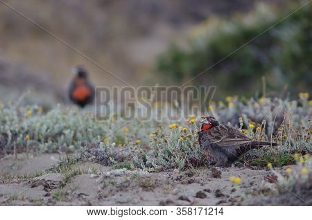 Long-tailed Meadowlarks Leistes Loyca . Otway Sound And Penguin Reserve. Magallanes Province. Magall