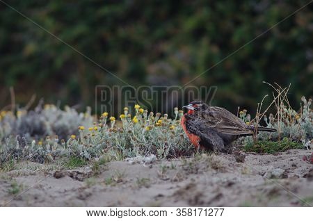 Long-tailed Meadowlark Leistes Loyca . Otway Sound And Penguin Reserve. Magallanes Province. Magalla
