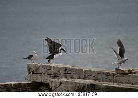 Imperial Shag Leucocarbo Atriceps And Dolphin Gulls Leucophaeus Scoresbii. Loreto Pier. Punta Arenas