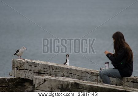 Punta Arenas. Chile. February 3, 2012: Girl Trying To Photograph A Imperial Shag Leucocarbo Atriceps