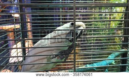 White Parrot Is Biting Cage, Close Up. Active Bird In A Birdcage.