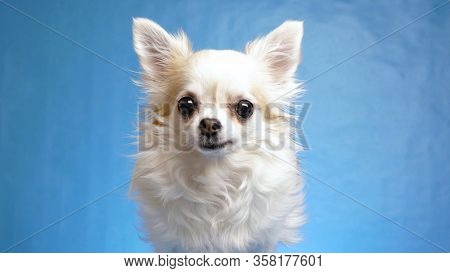 Joyful, Satisfied And Happy White Fluffy Chihuahua Dog Wags Tail And Moves His Ears Isolated On Blue